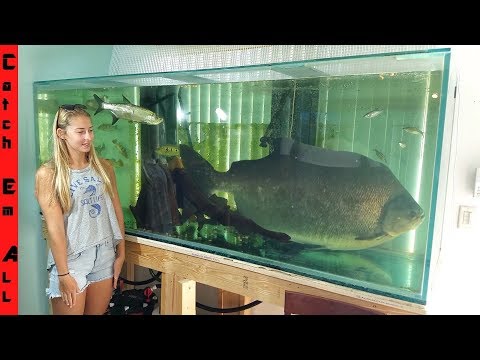 big freshwater fish for tanks