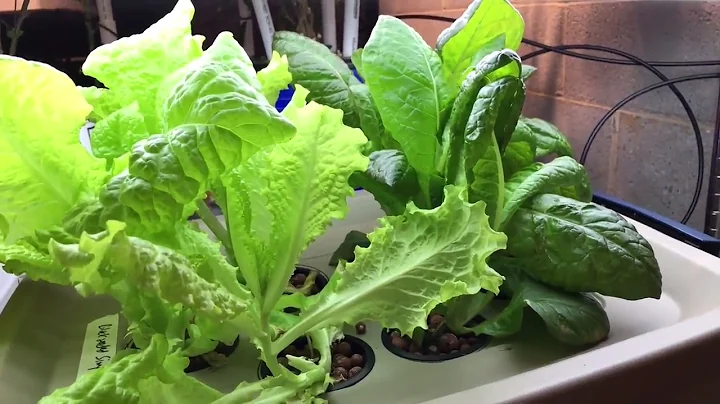 How to grow lettuce using the Kratky method - from...