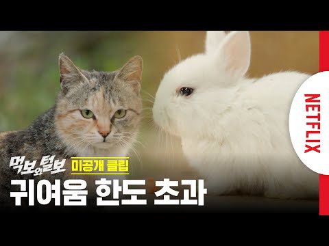 스트레스가 내려가는 영상 | 먹보와 털보 | 넷플릭스