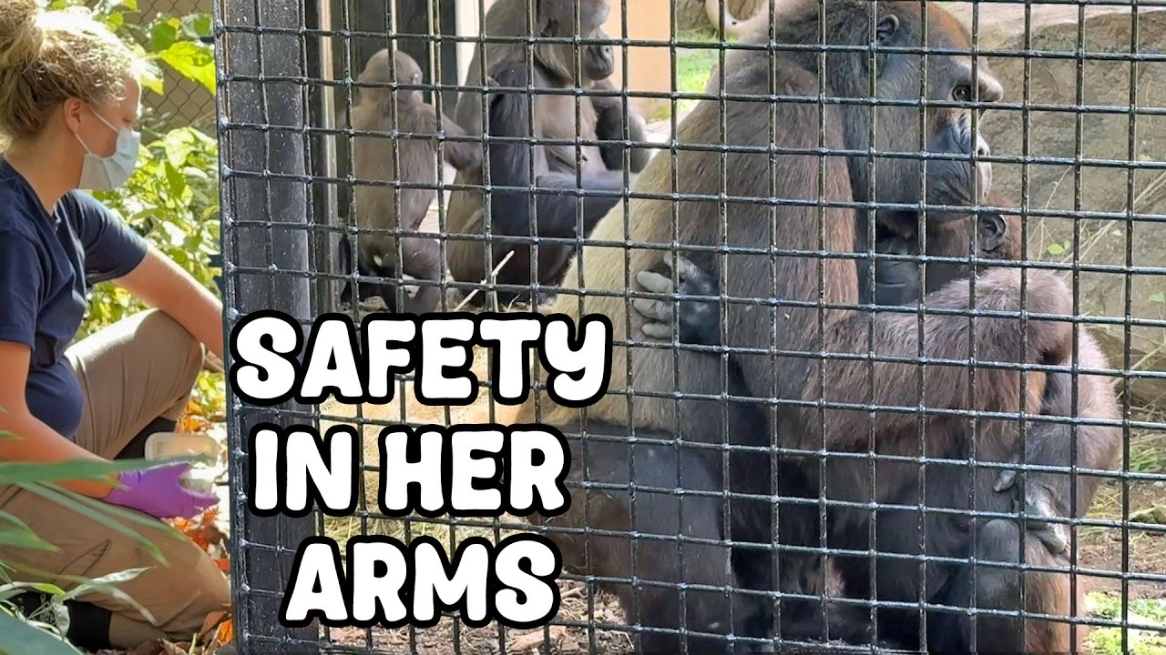 Silverback Charges An Ornery Child During a Training Session!