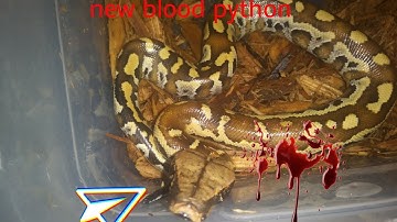 Repticon pickups