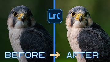 Revolutionize your wildlife photography with these 5 Lightroom hacks