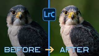 Revolutionize your wildlife photography with these 5 Lightroom hacks