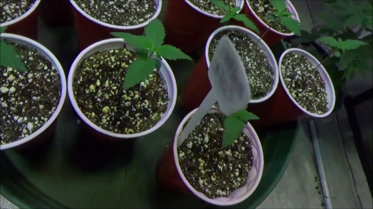 Cannabis Genetics Update #65, Jungle The Godz & Dawgo The Hutt