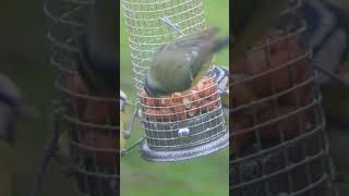 A new toy - camera adapter for the telescope. Blue Tits feeding on peanuts