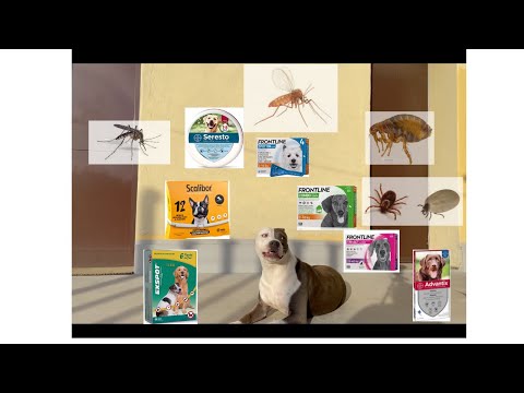 Video: Efficacia Di Sarolaner (Simparic ™) Contro Le Infestazioni Indotte Da Amblyomma Cajennense Sui Cani