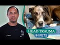 Head Trauma in Dogs &amp; Cats Explained by a Veterinary Neurologist!