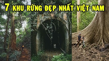 Top 7 Khu Rừng đẹp nhất Việt Nam - Vẻ đẹp kỳ bí | Go Vietnam ✔