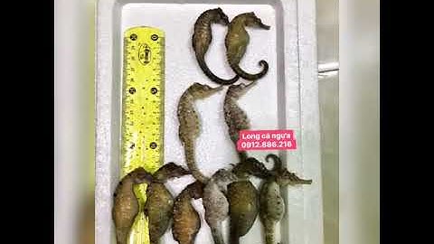 Cá Ngựa Tươi - Chuyên cung cấp Cá ngựa tươi và rượu cá ngựa trên toàn quốc 0912886216