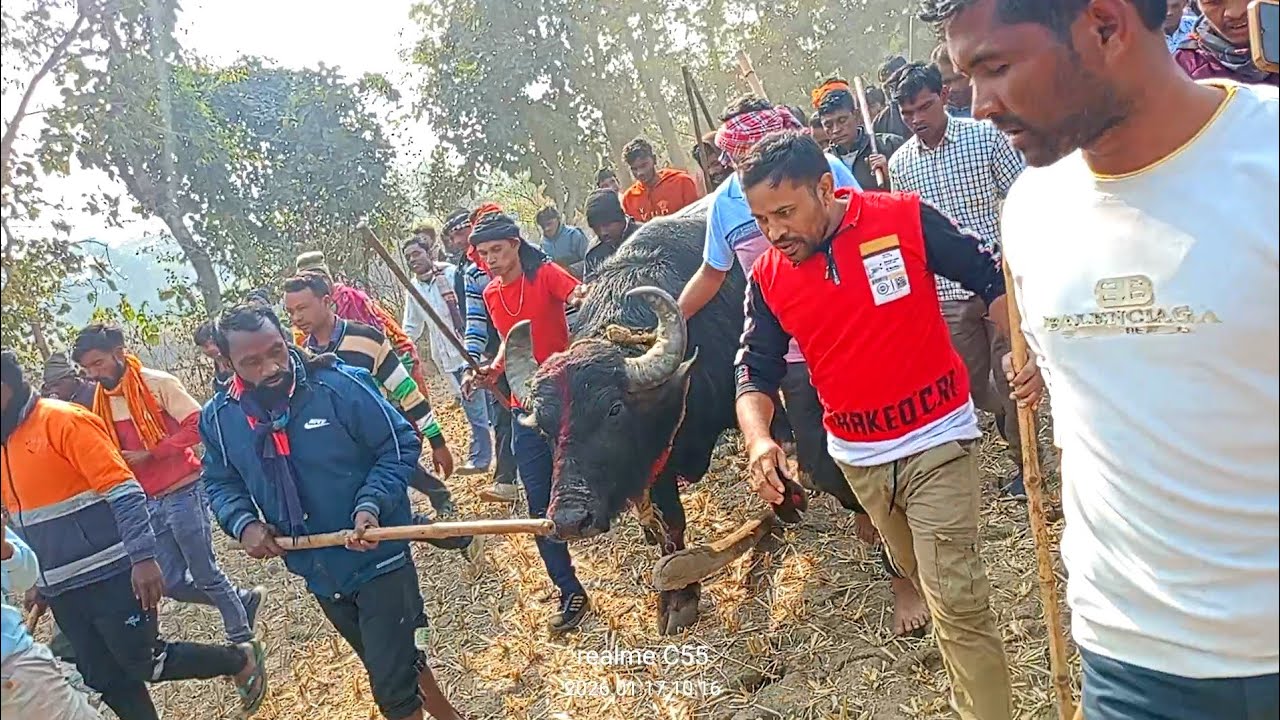 শত্রুঘণ মাহাতোর কাড়া আসরে নিয়ে যাওয়ায় সময়,কাড়াটির মৌসুম দেখুন।