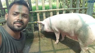 My Pig Farm / Pig Farm in Assam / Low-budget Pig Farm / Pig Farm in Karbi Anglong