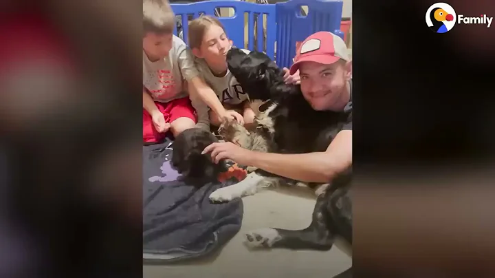 The Dodo! Dad Who Doesn t Like Cats Saves A Kitten At A Traffic Stop The Dodo