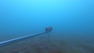 Greentheuk X Blue Marine Foundation Esure Site 20 Video 1 Catshark