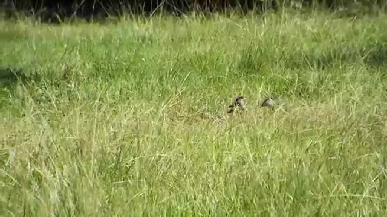 Sunday Morning Outing ( Black-bellied Whistling-Duck Family ) 