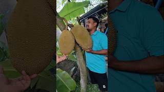 Jackfruit cutting....
