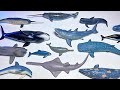 Sea animals collection  shark dolphin whale narwhal beluga shark ray orca sawfish lemon shark