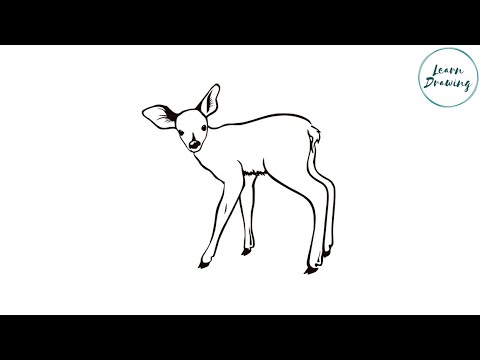 How To Draw Deer Step By Step | Deer| Learn Drawing - YouTube