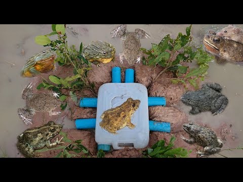 Simple Frog Trap Using Plastic Water Container And PVC Pipes 