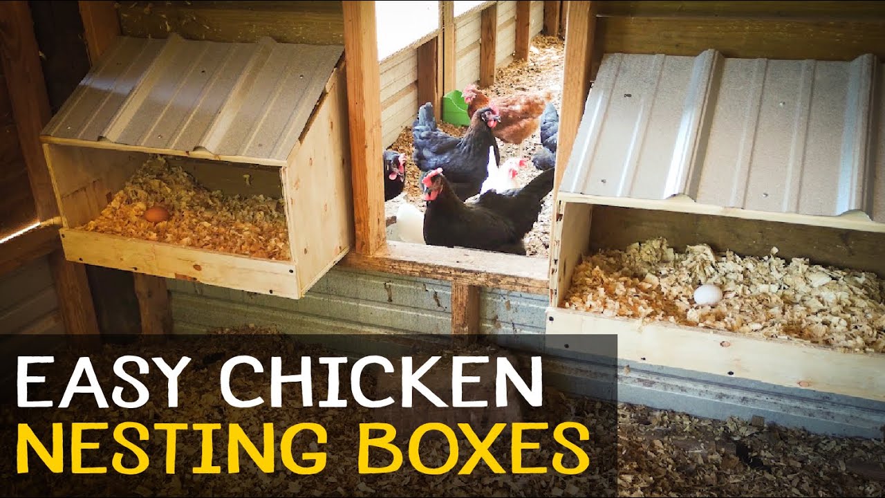 Building the Best Nest Box for Your Chicken Coop