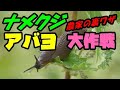 「ナメクジ」予防と駆除と退治！Part 1  もう寄せ付けない裏ワザの数々を大公開 attractant for slug!!