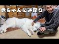 【真逆】いつもはしっかり者の超大型犬もじぃじの前だとこれでもかと赤ちゃん帰りしちゃいます…♡｜グレートピレニーズ&オールドイングリッシュシープドッグ&トイプードル