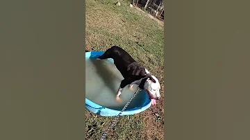 Pit Bull Eli Breed In Swimming Pool 