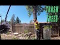 cutting down TR-ASH trees