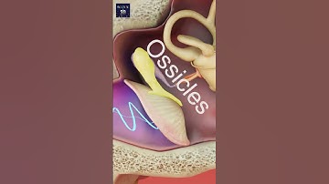 How do we hear sound ? 🤔😲 function of ear (3D Animation) #shorts