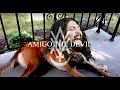 Amigo the devil  stray dog  official lyric