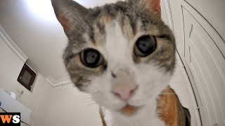 Cat Sees a Rotating Camera for the First Time and Gets Confused