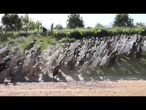 How ducks keep South African vineyard pest free