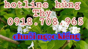 chuỗi ngọc trắng 💥💥☎️ship hàng toàn quốc 💥 0918708965