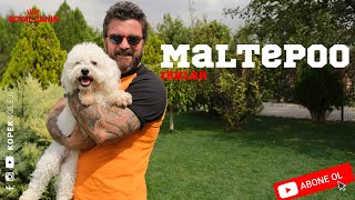Köpek Irkları - Maltepoo