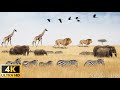 4K Wild Wildlife : Ngorongoro National Park, Tanzania - Scenic Wildlife Film With Calming Music