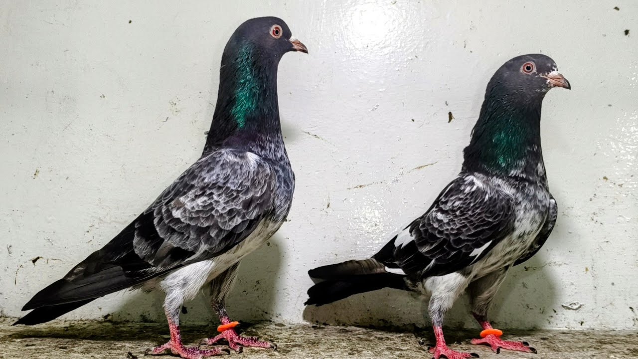 اوریجنل قصوری کمگر بریڈر جوڑا کوالٹی میں 💯 پرسینٹ احسن خان لاہور واٹس ایپ نمبر/03104767544/