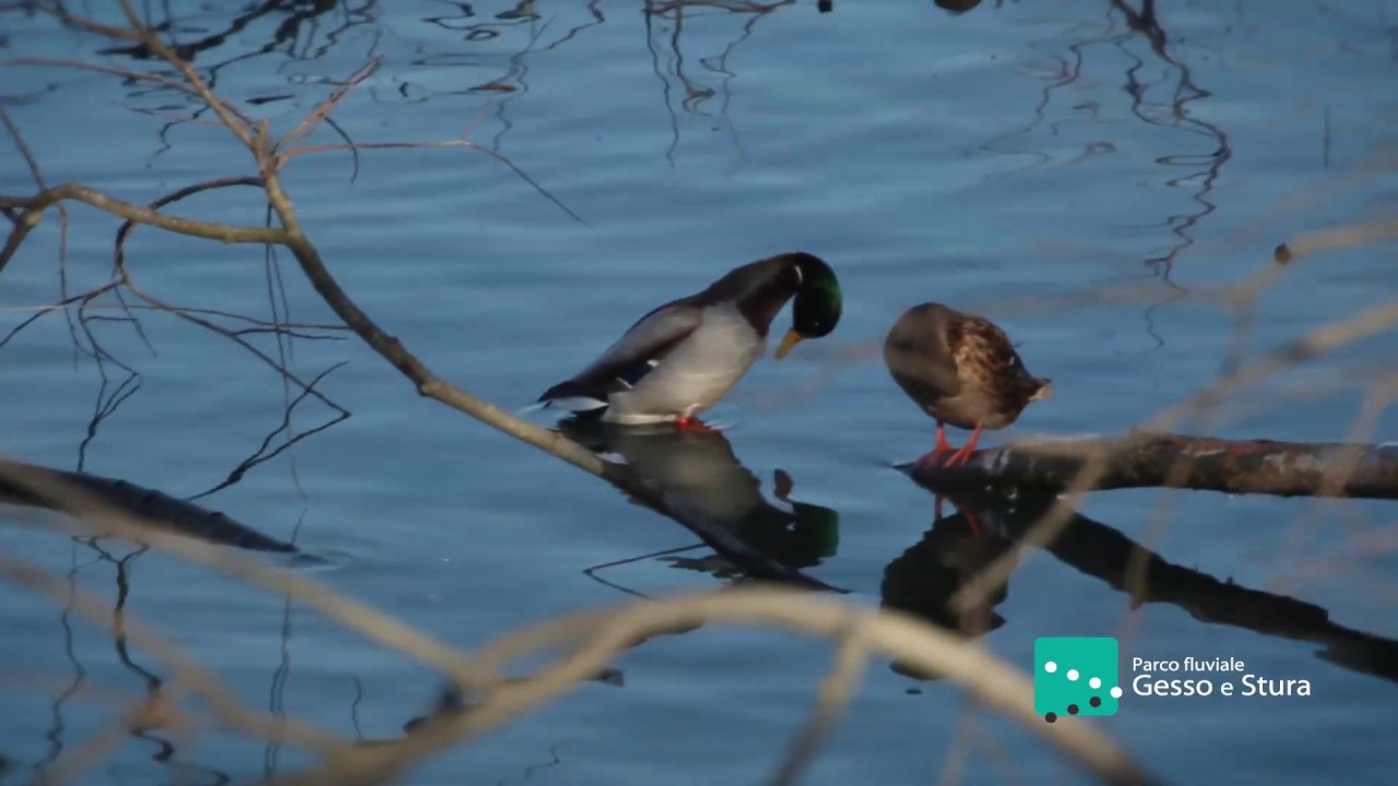 Parco fluviale Gesso e Stura