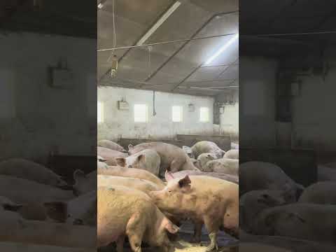 Pig Farming Simplified
