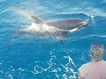 Especial orcas en Tarifa, agosto 2020 MARINA BLUE