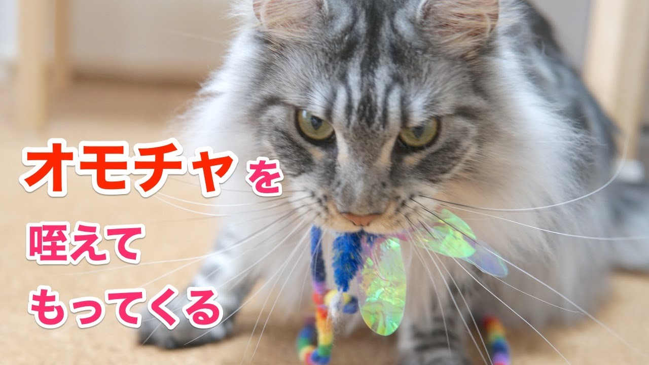 遊んで欲しいレムち メインクーンのオリーとレムち
