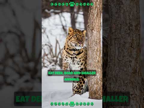 Vídeo: O leopardo do Extremo Oriente é um grande felino à beira da extinção