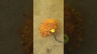 💥 Catching Carp with PVA STICK   #fishing  #carpfishing #carp  #рыбалка  #карпфишинг