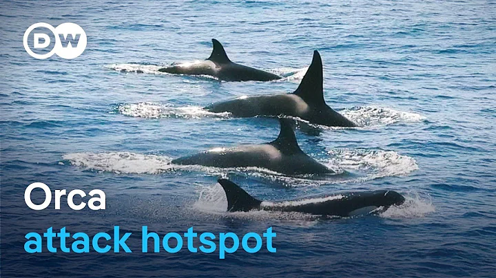 Orca uprising - Why are killer whales attacking boats?