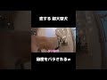 恋する超大型犬 ママに秘密をバラされる #shrots