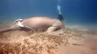 Dugong 2016