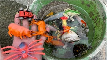 Bắt con cá vàng cá trê ở công viên , con cua , con cá koi , tìm thấy đồ chơi ô tô , cá molly , chép
