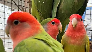 Agapornis Roseicollis (inseparabili) e Parrocchetti dal collare