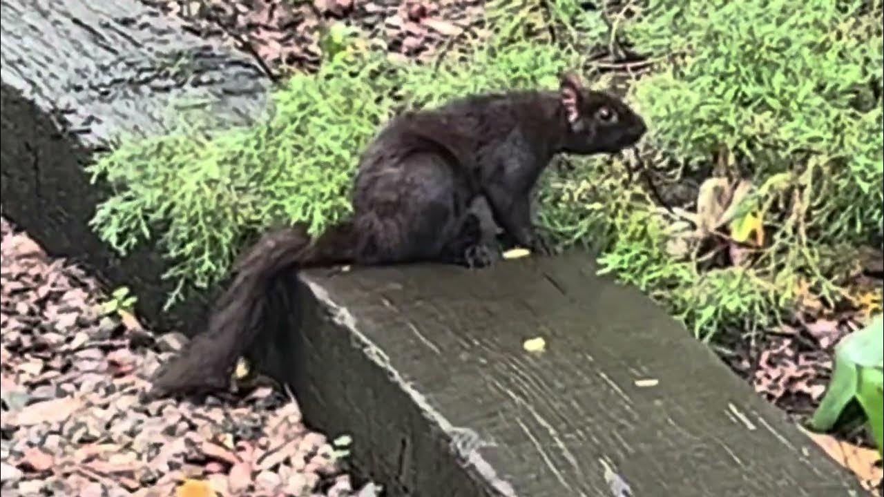 Do Squirrels Throw Up? Find out here YouTube