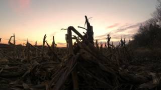 corn sunset