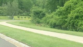 Deer,Having Dinner