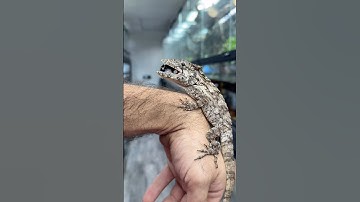 Feed Can O’ Snails from @ZooMed to a false chameleon, and he loves it!